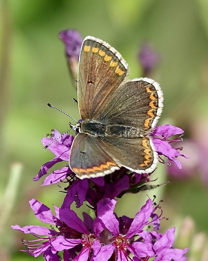 brown argus